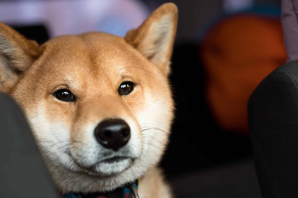 L'histoire et l'origine du Shiba Inu