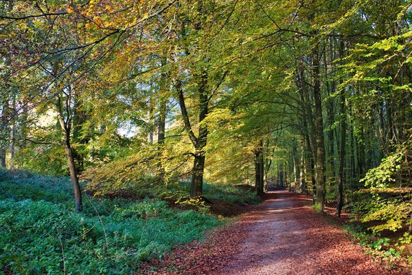 Quels sont les enjeux de la gestion durable des forêts pour un ingénieur forestier?