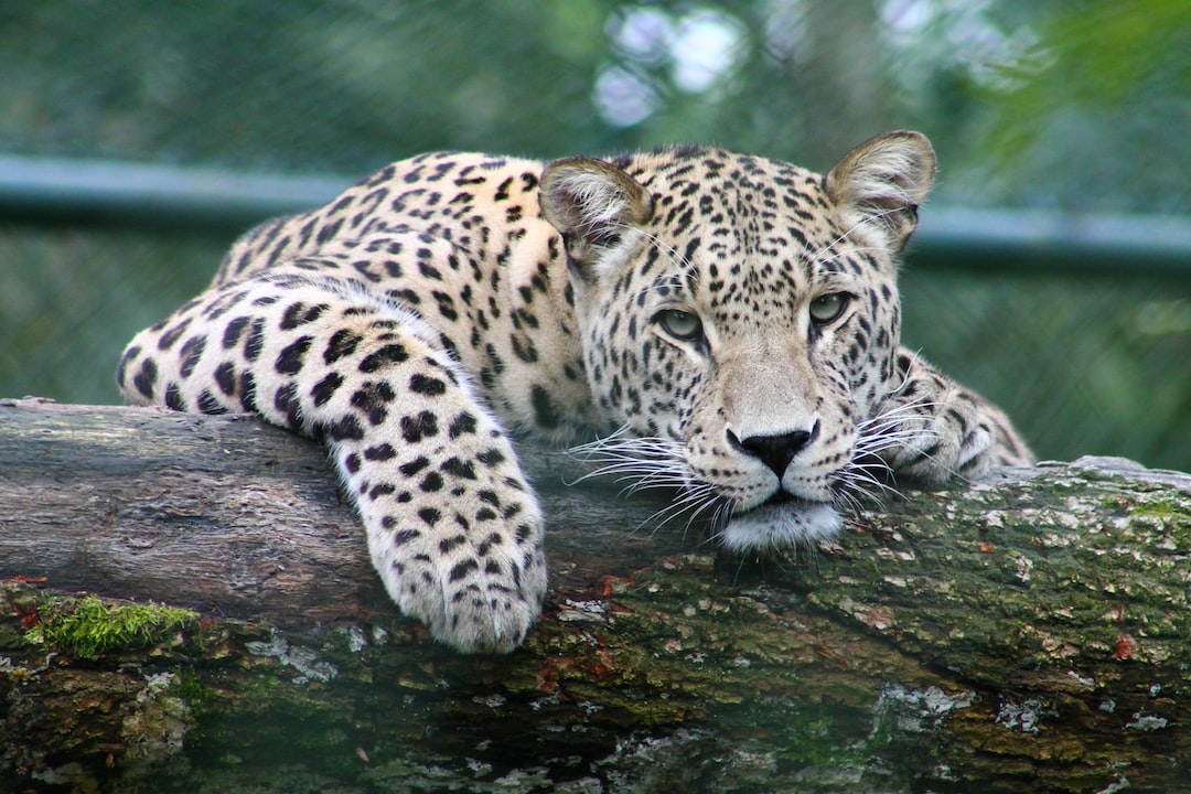 Quel animal est inoffensif ?