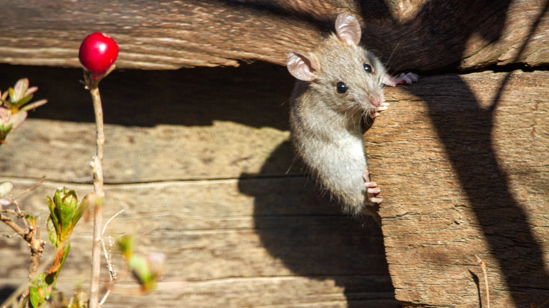 Dératisation professionnelle : éradiquez les nuisibles dans votre maison !